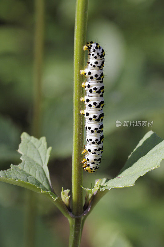 水Betony Moth (Cucullia scrophulariae)毛虫